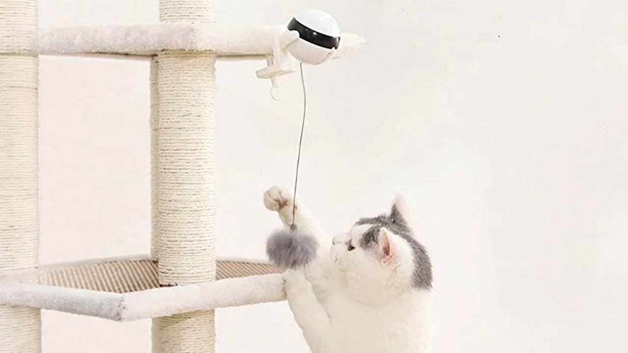 The Automatic Yo-Yo Cat Teaser Toy