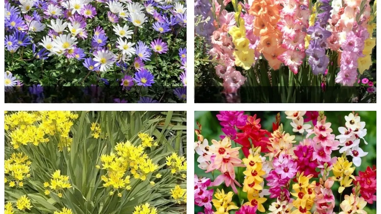 The Bee & Butterfly Flower Bulbs