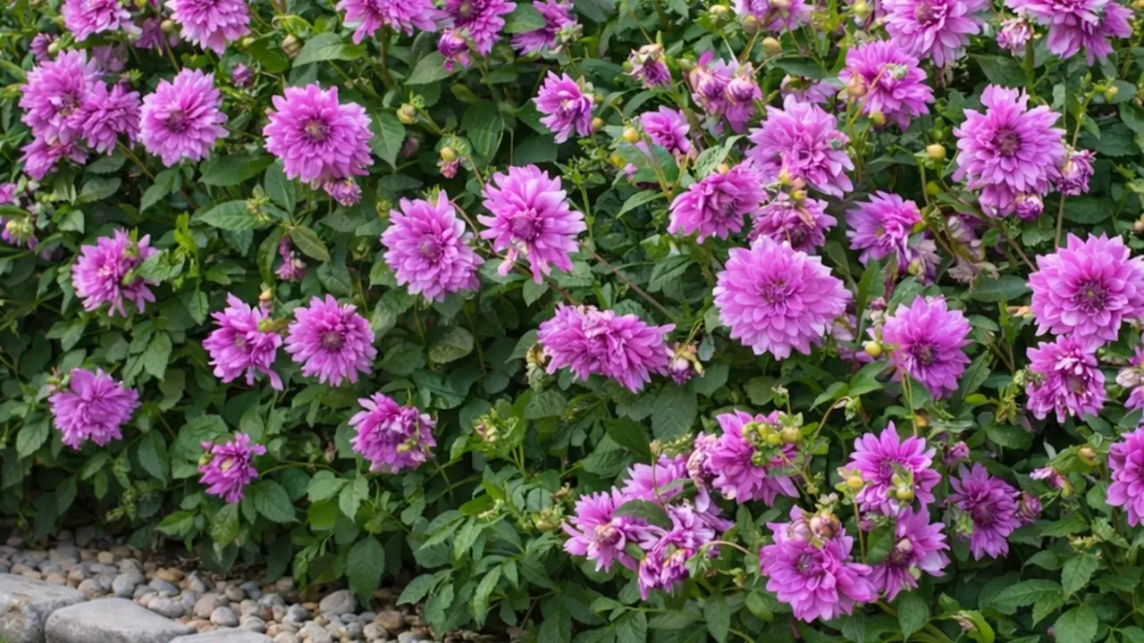 The Lilac Dahlia Bulbs
