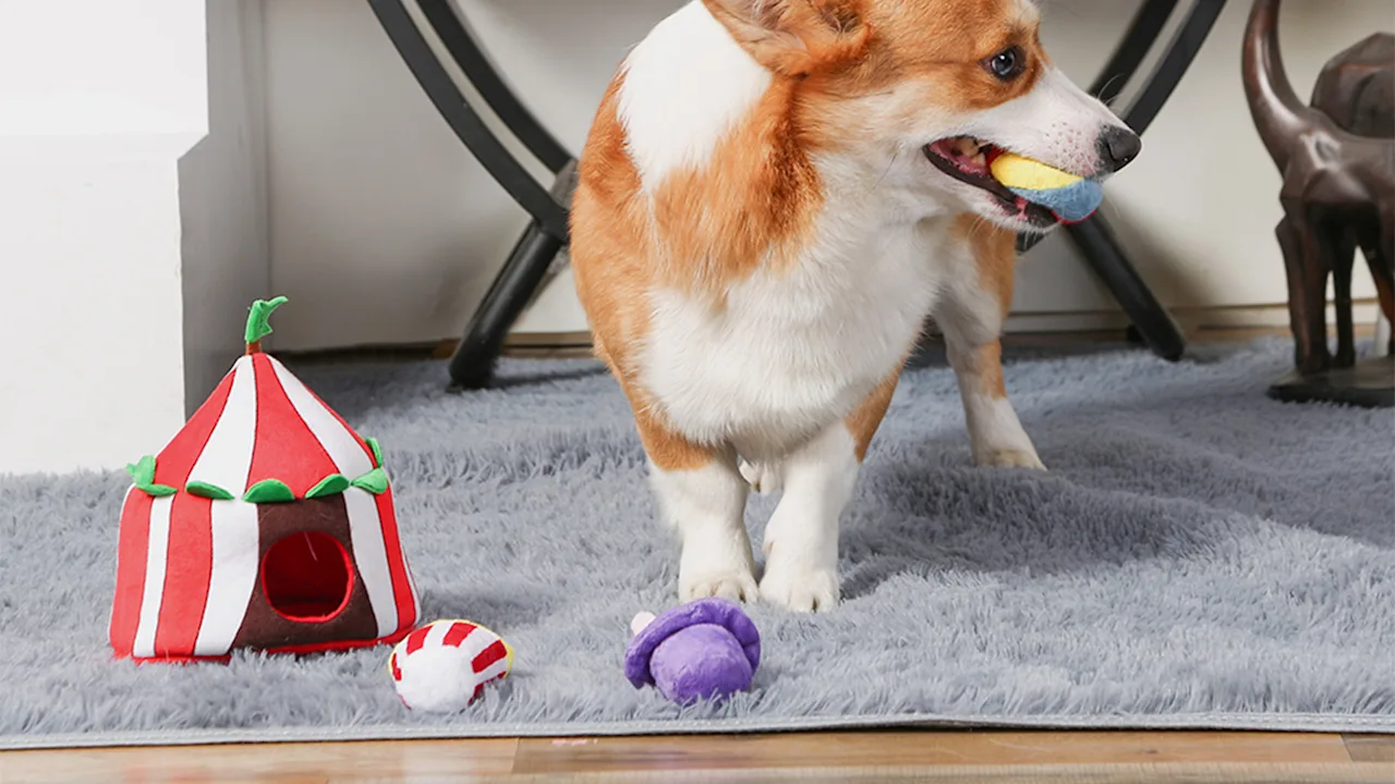 HugSmart Juguetes de Peluche para Perros 3 en 1 con Sonido y Escondite (Happy Circus)