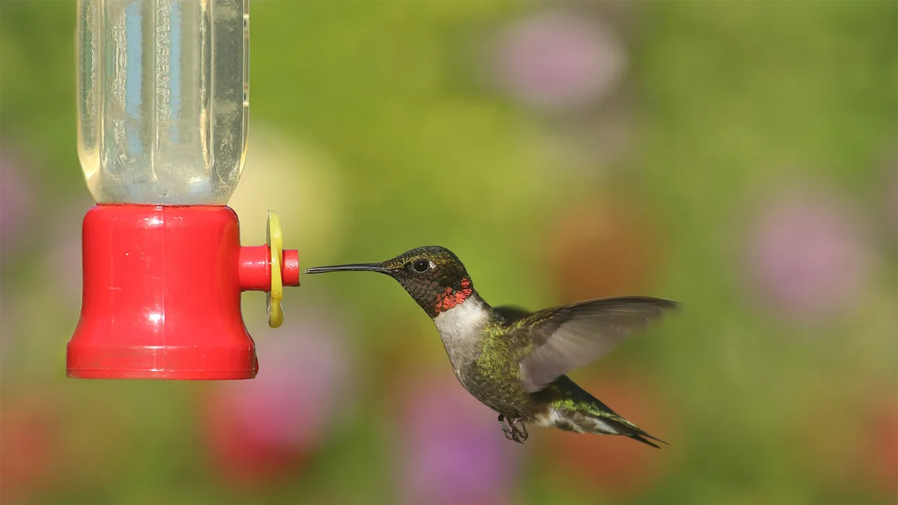 2-Pack: Touch Of ECO Hummingbird Feeder