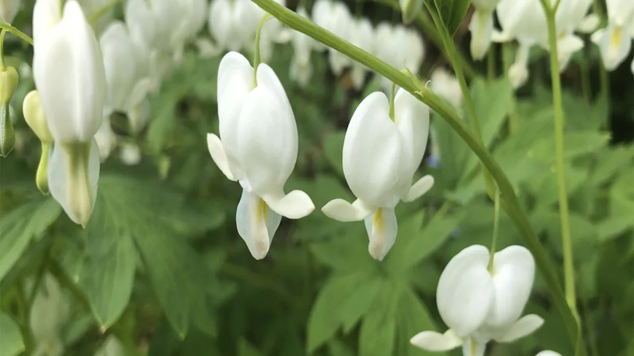 2-Pack: Touch Of ECO Bleeding Heart Flower Bare Roots