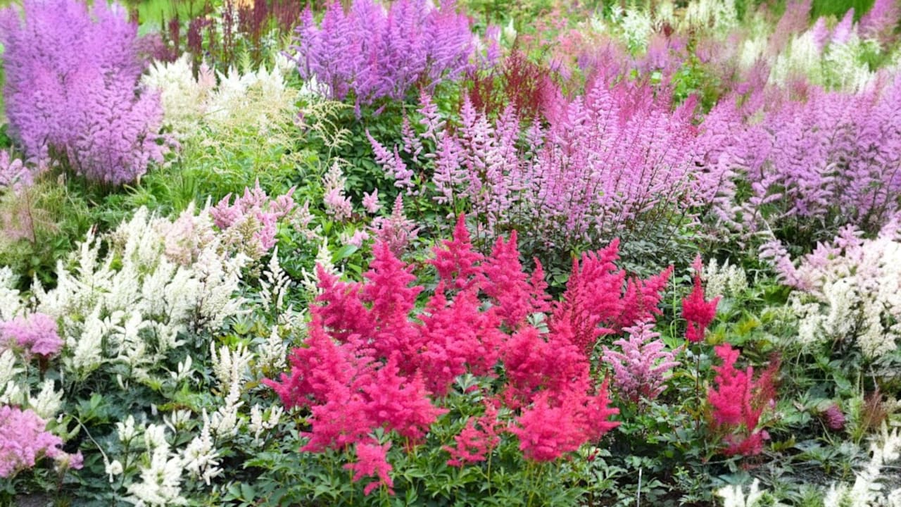 6-Pack: Touch Of ECO Giant Flower Bulbs