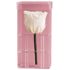 The "Happy Anniversary" Rose in White