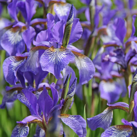 Touch Of Eco Dutch Iris Bulbs