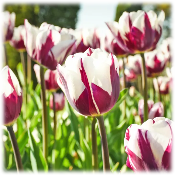 Touch Of Eco 20 "Blueberry Ripple" Tulip Bulbs