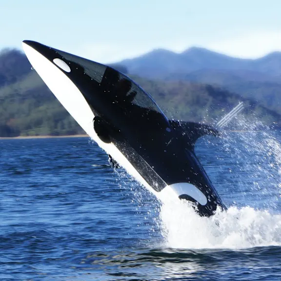 The Killer Whale Submarine