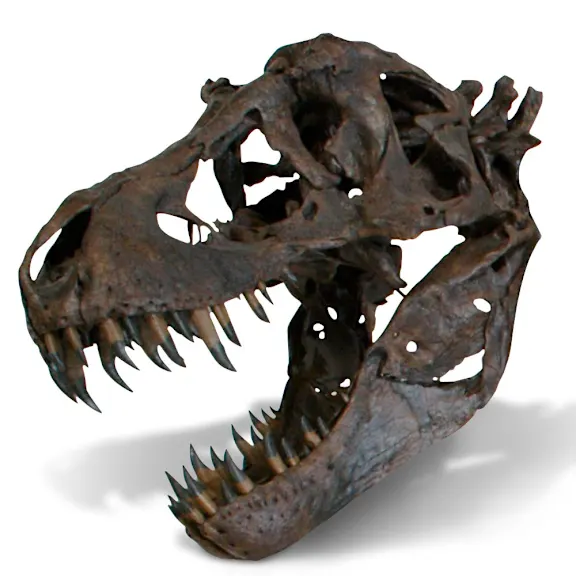 The Life Size Tyrannosaurus Skull
