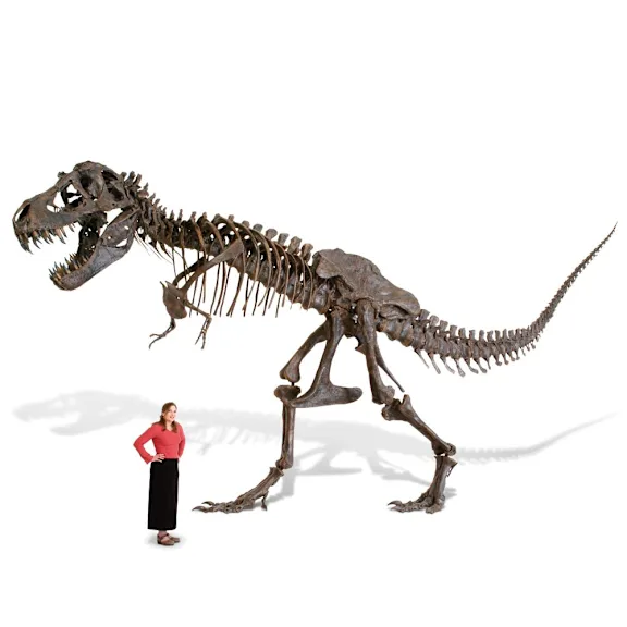 The Life-Size Tyrannosaurus Skeleton