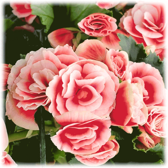 8-Pack: Touch Of ECO Sweet Strawberry Begonia or Colorful Peony Flower Bulbs