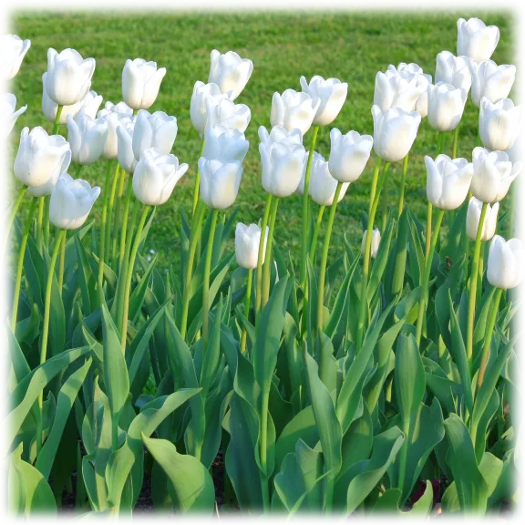 Touch Of Eco Colossal White Tulip Flowers (6 Bulbs)