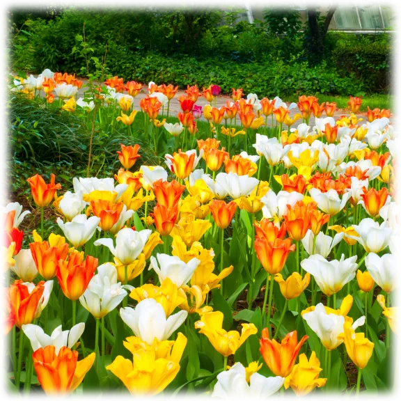 Touch Of Eco 24 Ground Cover Tulip Bulbs