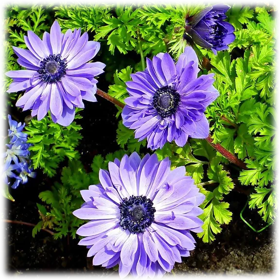 Touch Of Eco Poppy Anemone Flowers (15 Bulbs)