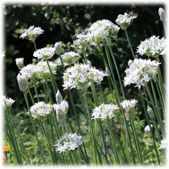 Touch Of Eco "Snow White" American Allium Bulbs