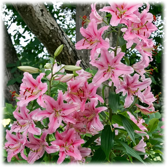 Giant Stargazer Lily Flowers (6 Bulbs)
