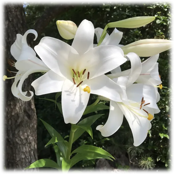 Giant Tree Lily "Pretty Lady" Flowers (3 Bulbs)