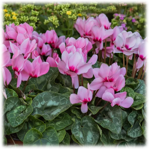 Touch Of Eco Pink Crush Cyclamen Flowers (6 Bulbs)