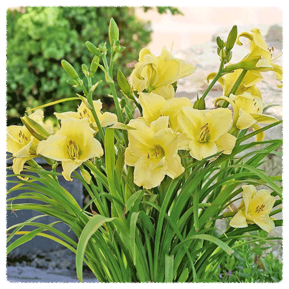 6-Pack: Touch Of ECO Plant or Flower Bare Roots