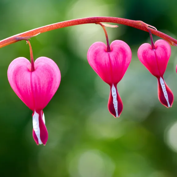 2-Pack: Touch Of ECO Bleeding Heart Flower Bare Roots