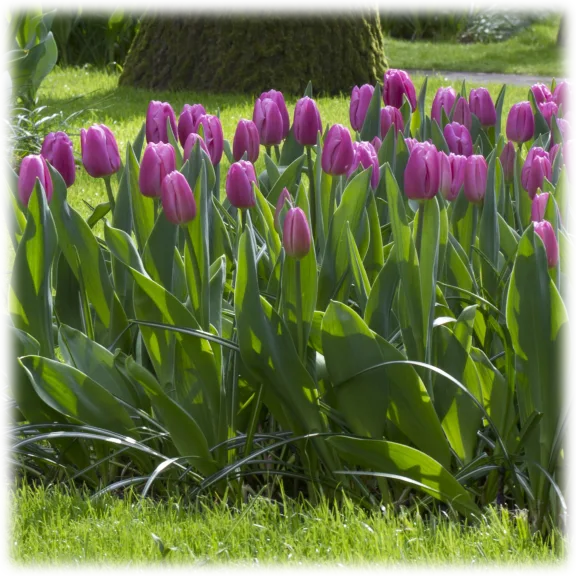Touch Of Eco Lavender Triumph Tulip Flowers (10 Bulbs)