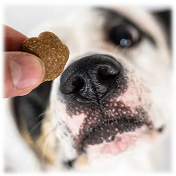 4-Pack: Victor Crunchy Dog Treats (28oz bags, 7lb total)