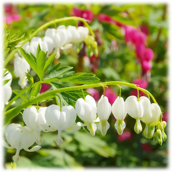 White Bleeding Heart Flowers (2 Bare Roots)