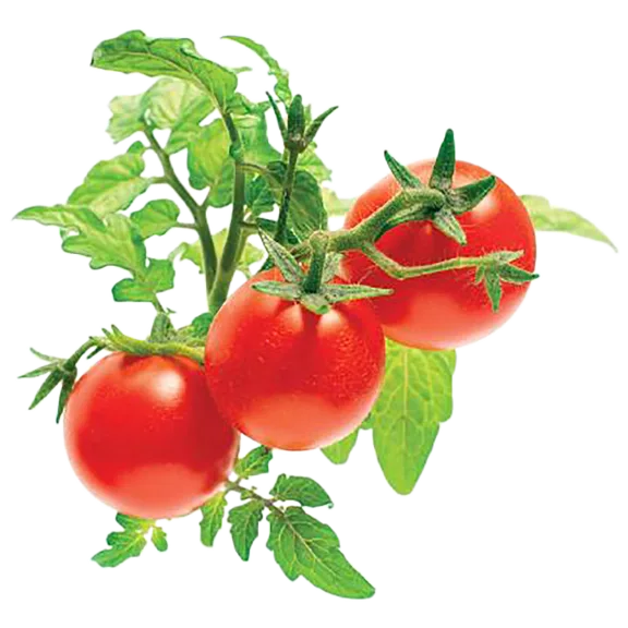 Click and Grow Mini Tomato Plant Pods