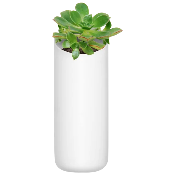 Urbio String Bean Wall Planter