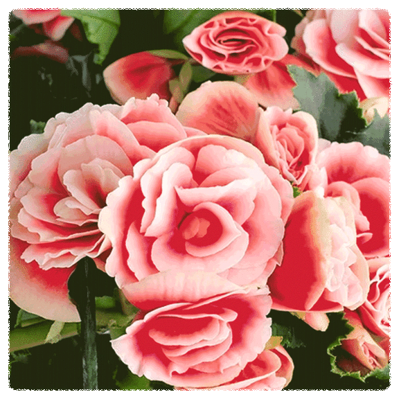 8-Pack: Touch Of ECO Sweet Strawberry Begonia or Colorful Peony Flower Bulbs
