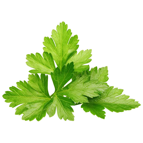 Click and Grow Coriander Plant Pods
