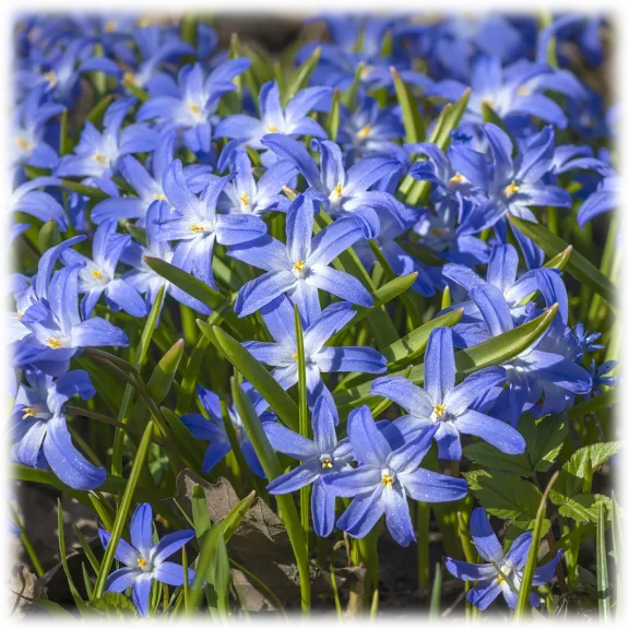 Touch Of Eco Gentle Glory Of The Snow Flowers (30 Bulbs)