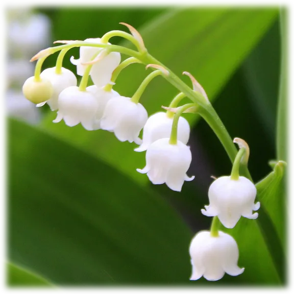 Lovely Lily Of The Valley Flowers (4 Bulbs)