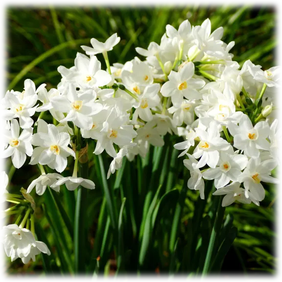 Touch Of Eco Fragrant Paperwhite Flowers (6 Bulbs)