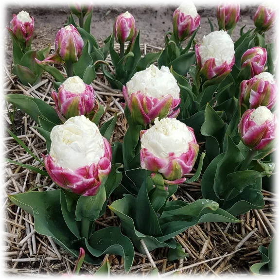 Touch Of Eco Double Scoop Ice Cream Tulip Flowers (3 Bulbs)
