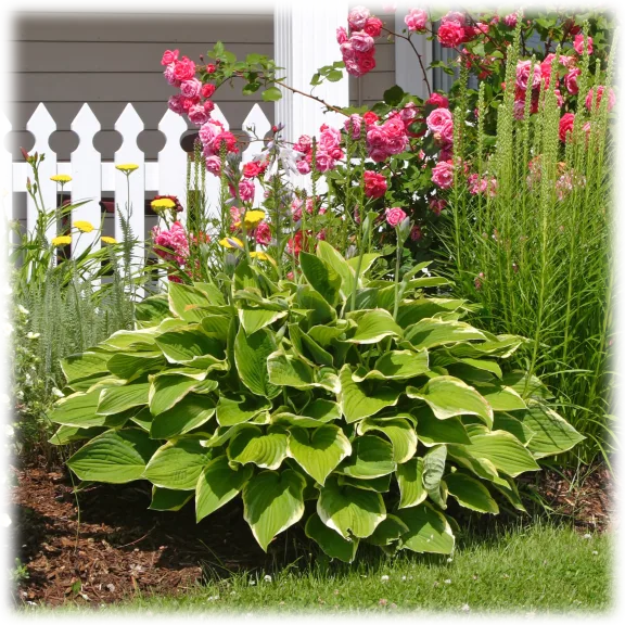 Hardy Heart Shaped Hosta Plants (6 Bare Roots)