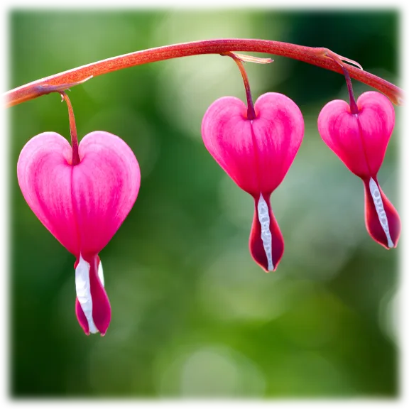 Pink Bleeding Heart Flowers (2 Bare Roots)