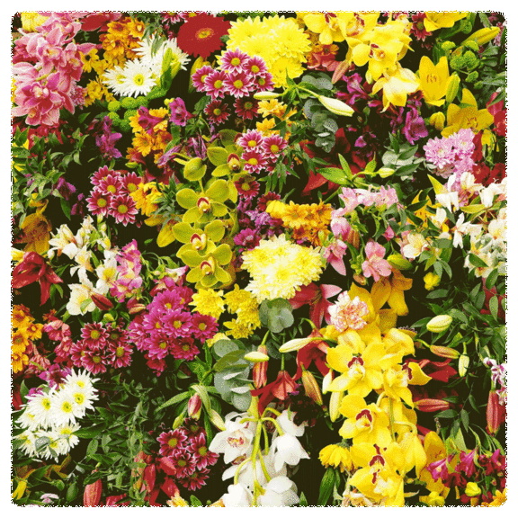 100-Pack: Touch Of ECO Assorted Flower Bulbs