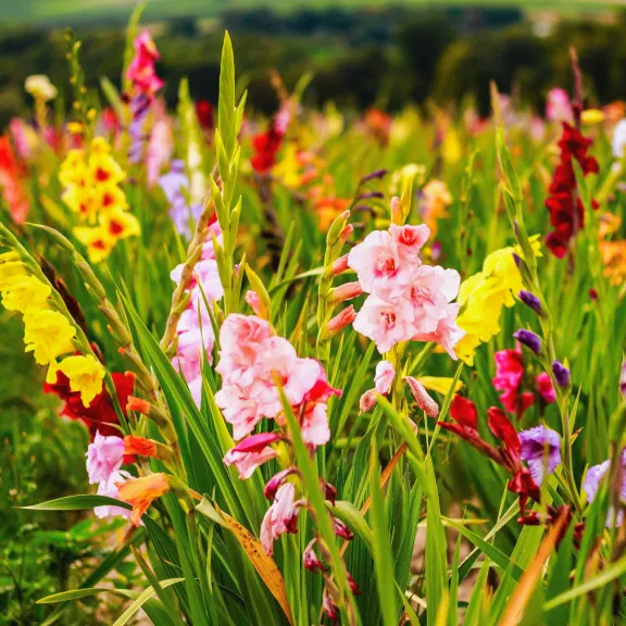 Colorful Mix Gladiolus Flowers (40 Bulbs)