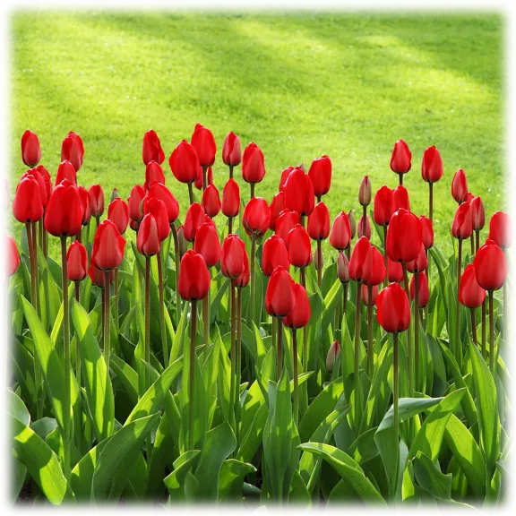 Touch Of Eco Sky High Scarlet Tulip Flowers (10 Bulbs)