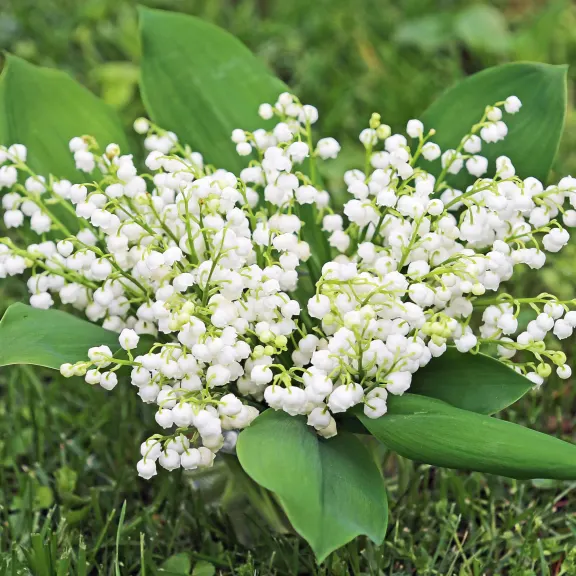 4-Pack: Touch Of ECO Lily Of The Valley or Peony Flower Bulbs