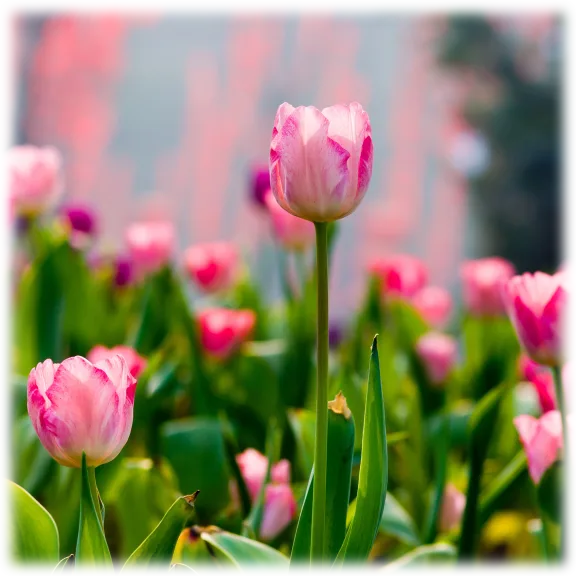 Touch Of Eco Spring Showgirl Tulip Flowers (10 Bulbs)
