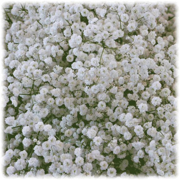 12-Pack: Touch Of ECO Flower Bulbs