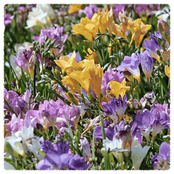 30-Pack: Touch Of ECO Anemone Blanda or Fragrant Freesia Colorful Flower Bulbs