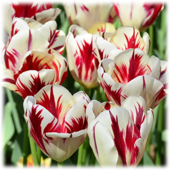 Touch Of Eco 16 "Mixed Sorbet" Tulip Bulbs