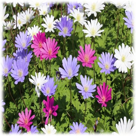 Anemone Blanda Colorful Mixed Flowers (30 Bulbs)