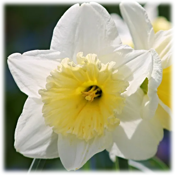 Touch Of Eco 10 "White Lion" Daffodil Bulbs