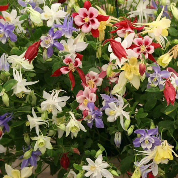The Mixed Columbine Bulbs