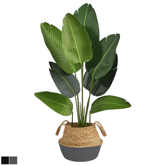 South Street Loft 48" Travelers Palm Tree In A Jute Basket