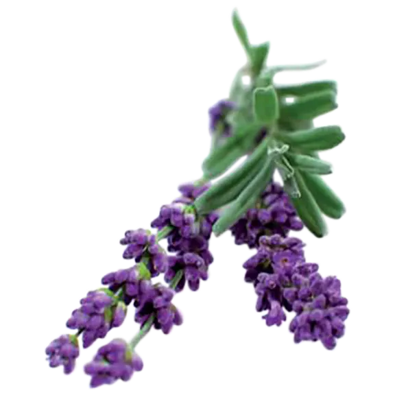 Click and Grow Lavender Plant Pods