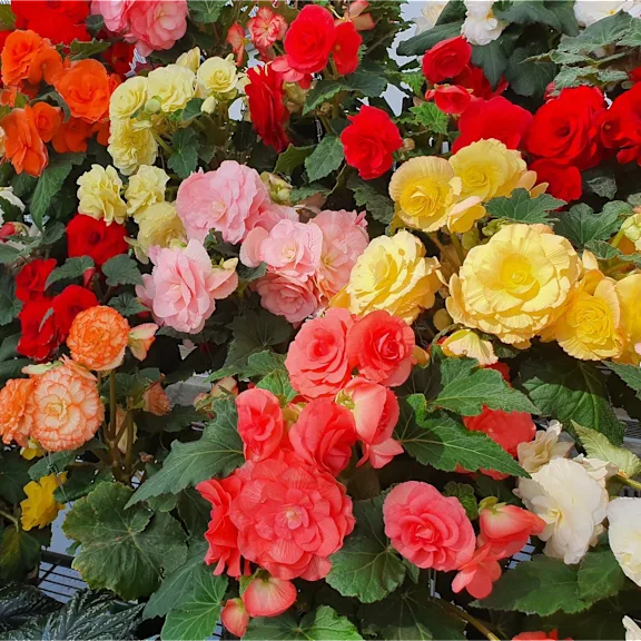 The Multicolor Giant Begonia Bulbs